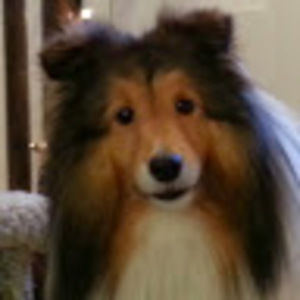 Meet your Posher, Reva